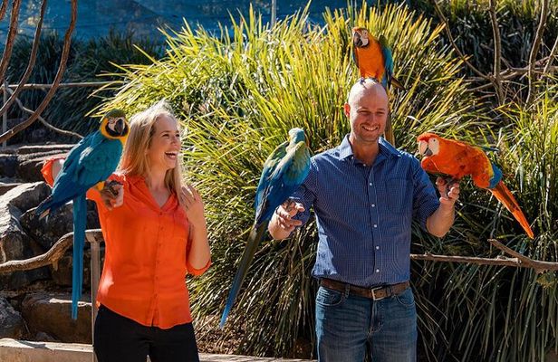 Maleny Botanic Gardens Bird Aviary Experience Ticket