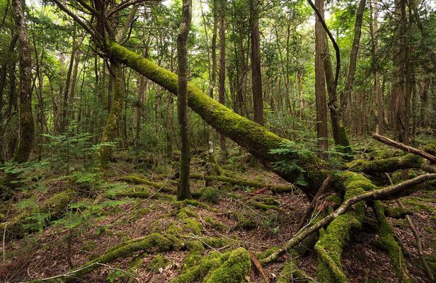 Mt. Fuji Aokigahara Jukai Forest Private Tour with Licensed Guide