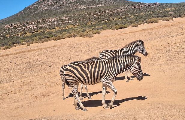 Small Group Cape Town Big 5 Safaris to Aquila Game Reserve