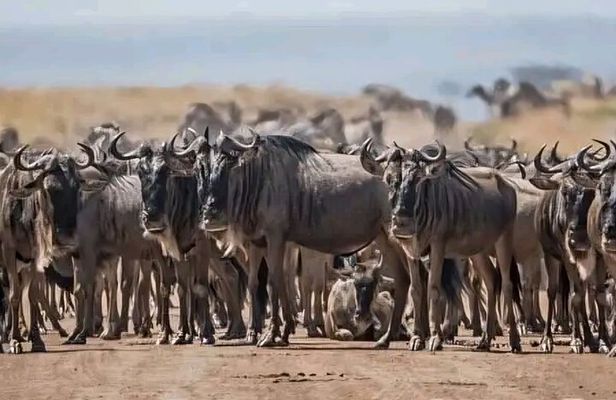 Half day guided tour in Nairobi National Park 