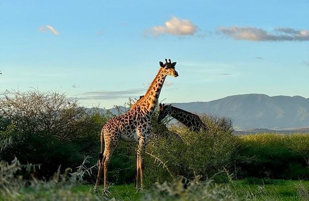 Private Walking Tour with Giraffes