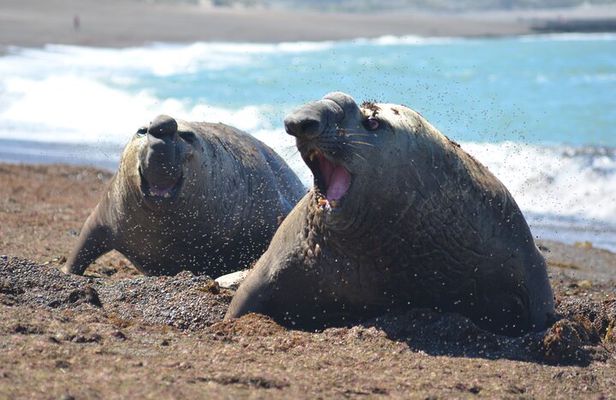 Peninsula Valdés Excursion with Whale Watching Included