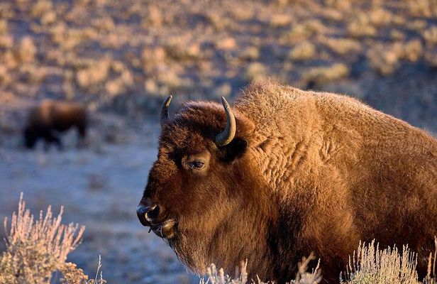 Private Yellowstone Wildlife Tours & Photo Safaris - Half Day