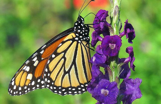 Combination: Argyle Waterfall & Tropical Garden with Hummingbirds