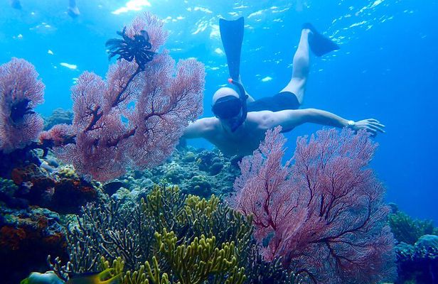 Snorkeling in Menjangan Island with Pickup and Lunch