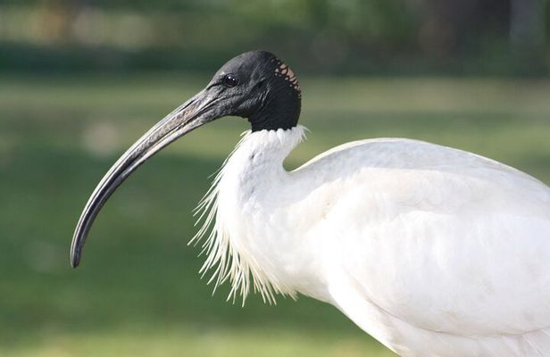 Sultanpur Bird Sanctuary Tour Near Delhi