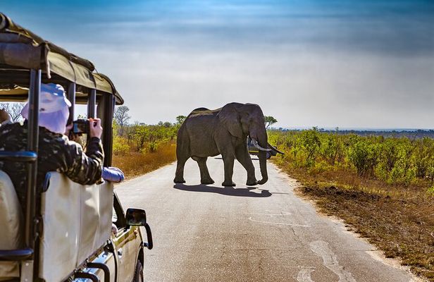 Pilanesberg Safari Tour from Johannesburg.