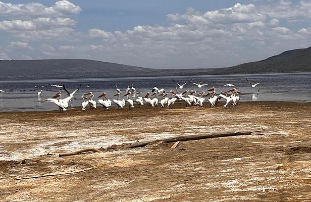 Day Safari at Nakuru National Park