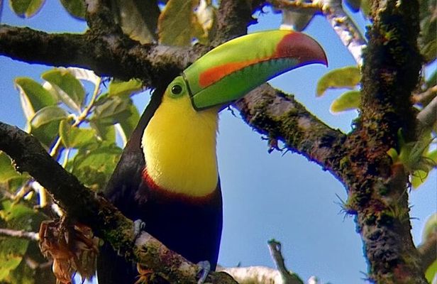 Curicancha Birdwatching Tour 