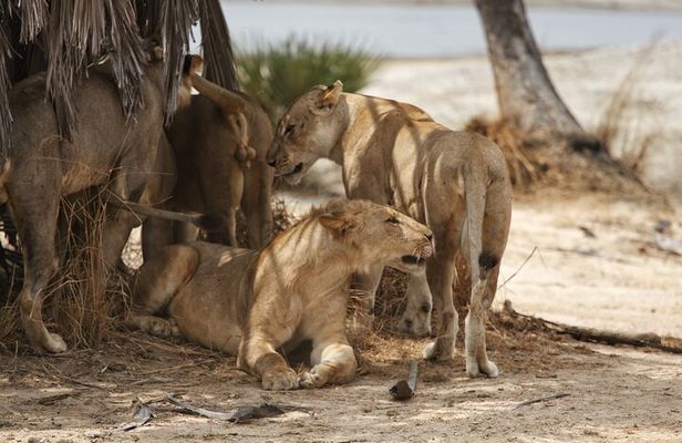 Nyerere National Parks : 4-Day Safari Adventure
