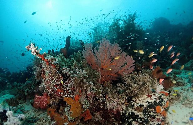 Scuba Diving Menjangan Island
