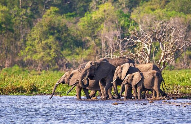 4 Days Akagera Wildlife and Bwindi Gorilla trek