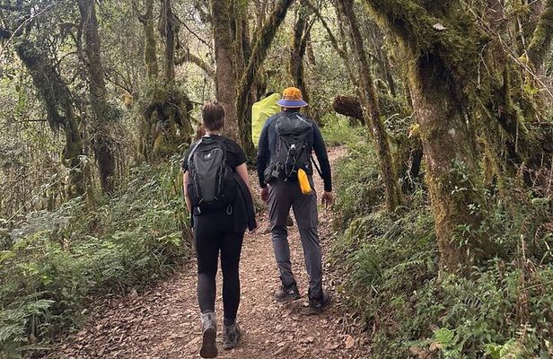 Private One-Day Trek to Mount Kilimanjaro