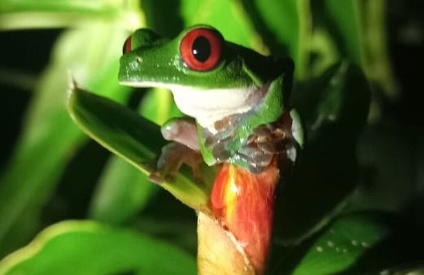 4 Hour Private Guided Tour in Osa Jungle