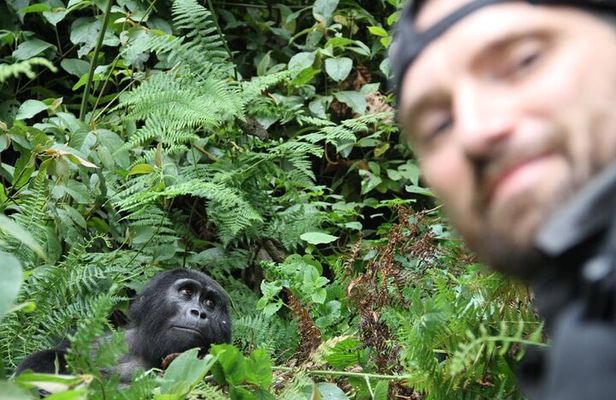 3 Days Private Bwindi Gorillas and Volcanoes Golden Monkey Trek