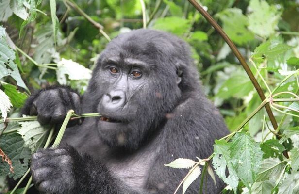 4 Days Gorilla Trekking, Lake Bunyonyi and Rwanda National Parks