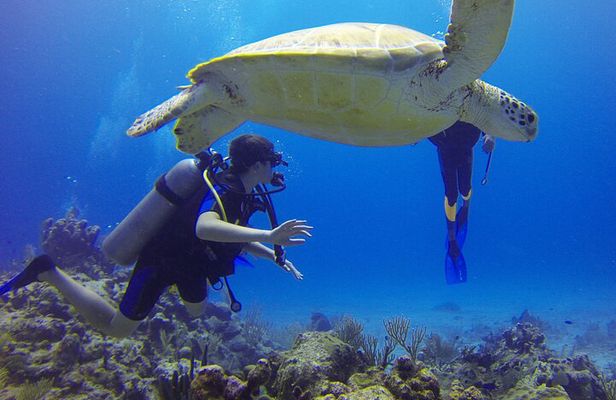Paracas: Dive Discovery Scuba - Diving in Paracas
