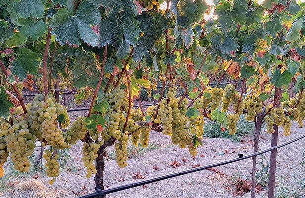  Wine Raki and Olive Oil tasting in Heraklion 