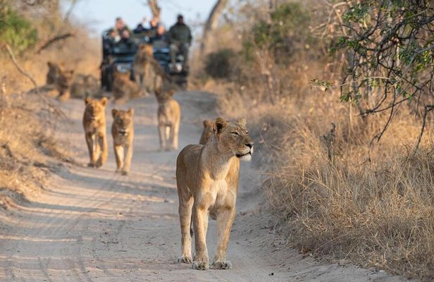 Private Full Day Kruger National Park Safari Tour from Hoedspruit