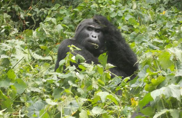 6 Day Golden Monkey, Nyungwe Chimps, Lake Kivu and Gorilla Trek