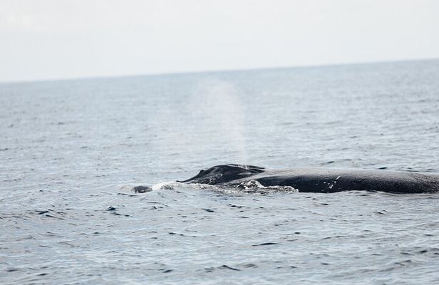 Whale Watching San Jose del Cabo (100% sightings so far)