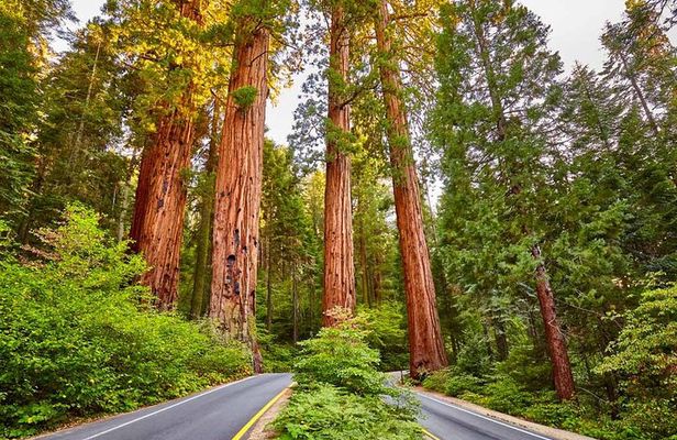Sequoia National Park Private Tour