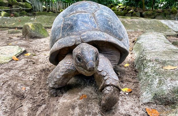 Private Half Day Mahe Island Tour 6 to 10 persons