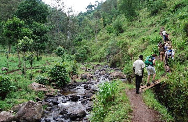 Materuni Waterfalls, Coffee Tour & Chemka Hot Springs Day Trip