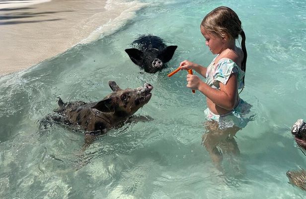 3 Islands Boat Adventure: Swimming Pigs, Snorkeling And Turtles