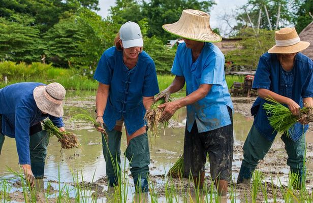 Plough to Plate: Be A Rice Farmer in Phetchaburi from Hua Hin