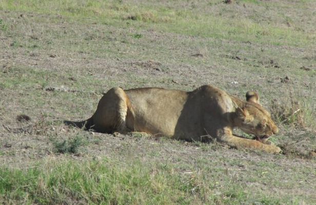 2 Days Taita Hills Salt Lick Private Safari