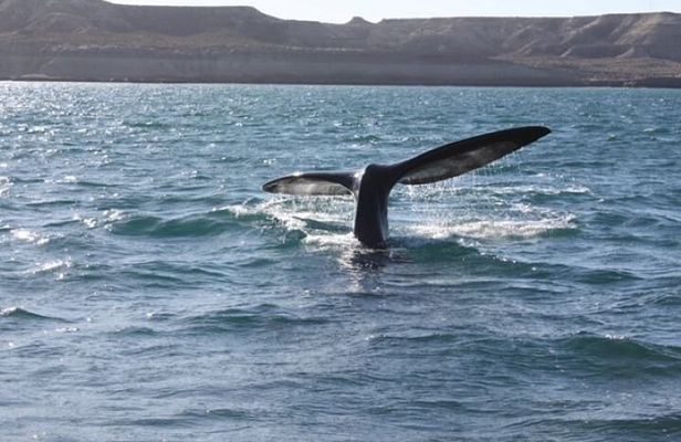Solo Ballenas to Doradillo with Puerto Pirámides