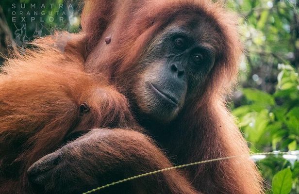 2 Days and 1 Night Ethical Jungle Trek