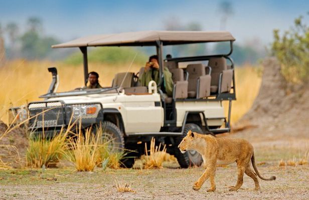 Moremi Full Day Trip From Maun