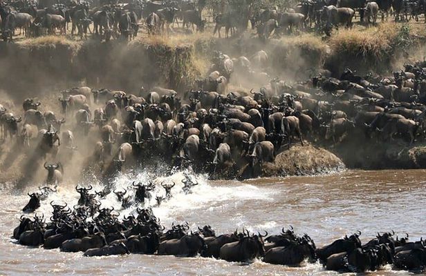 4 Days 3 Nights Serengeti, Ngorongoro and Tarangire Safari