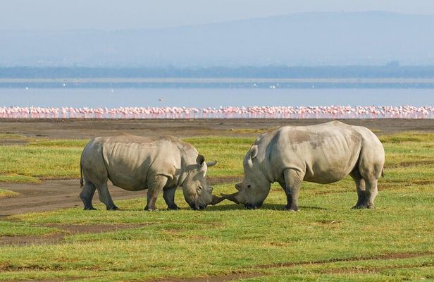 African Wildlife Safari 7 Days