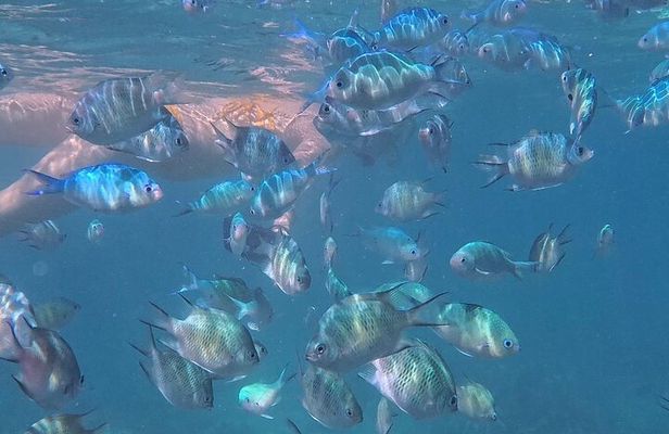 A snorkelling tour to Cebu’s Hilutungan