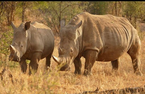 Half Day Rhino and Lion Park Closed Vehicle Game Drive