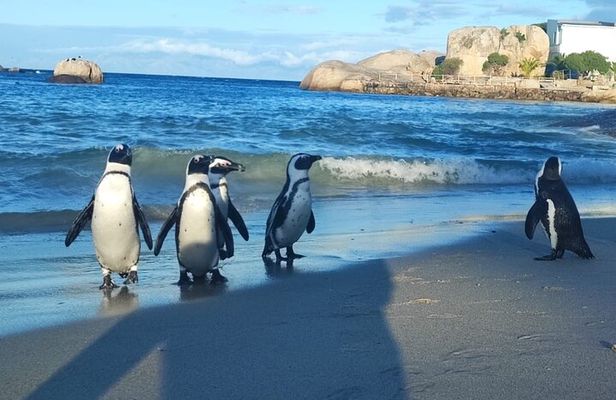 Cape Peninsula Private tour