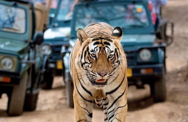 Taj Mahal & Tiger Safari: 2-Day Private Tour from Delhi