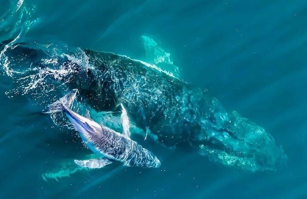 Whale Watching Terrigal