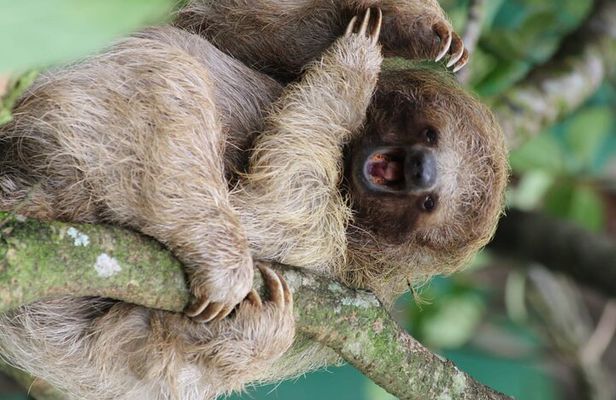 Private Sloth's Rainforest Tour & Llanos Del Cortez Waterfalls
