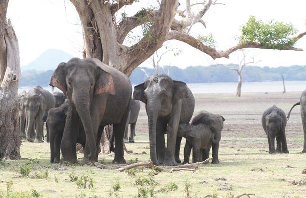Private Safari Tours in Minneriya National Park