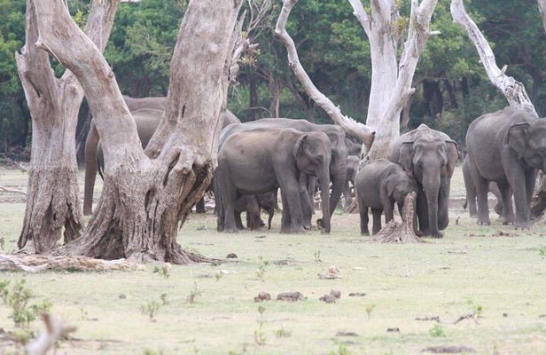 Private Safari Tours in Minneriya National Park
