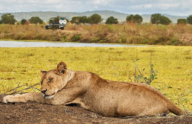 2 Days Private Safari Tour of Mikumi