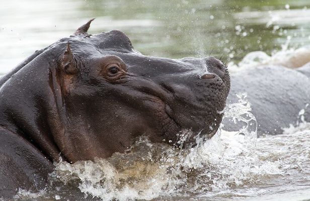 Chobe Day Trip from Victoria Falls