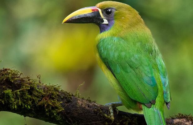 Guided Bird Watching Tour in Monteverde