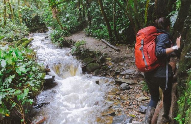 Trekking/Hiking/Acaime Cocora Valley from Pereira/Armenia
