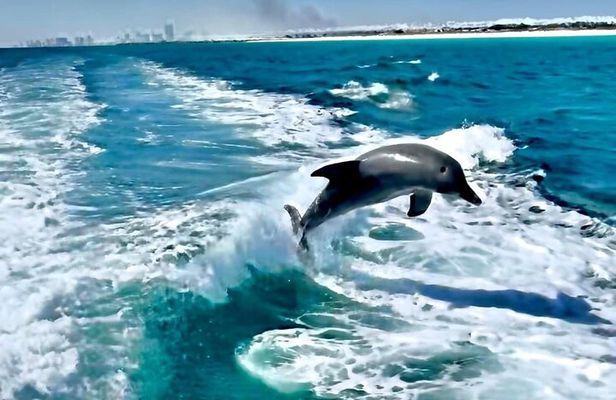 Private 2-Hour Dolphin and Sightseeing Tour