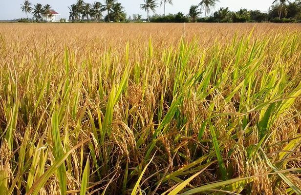 Private Mekong Delta Less Tourist - Coconut Island Tour